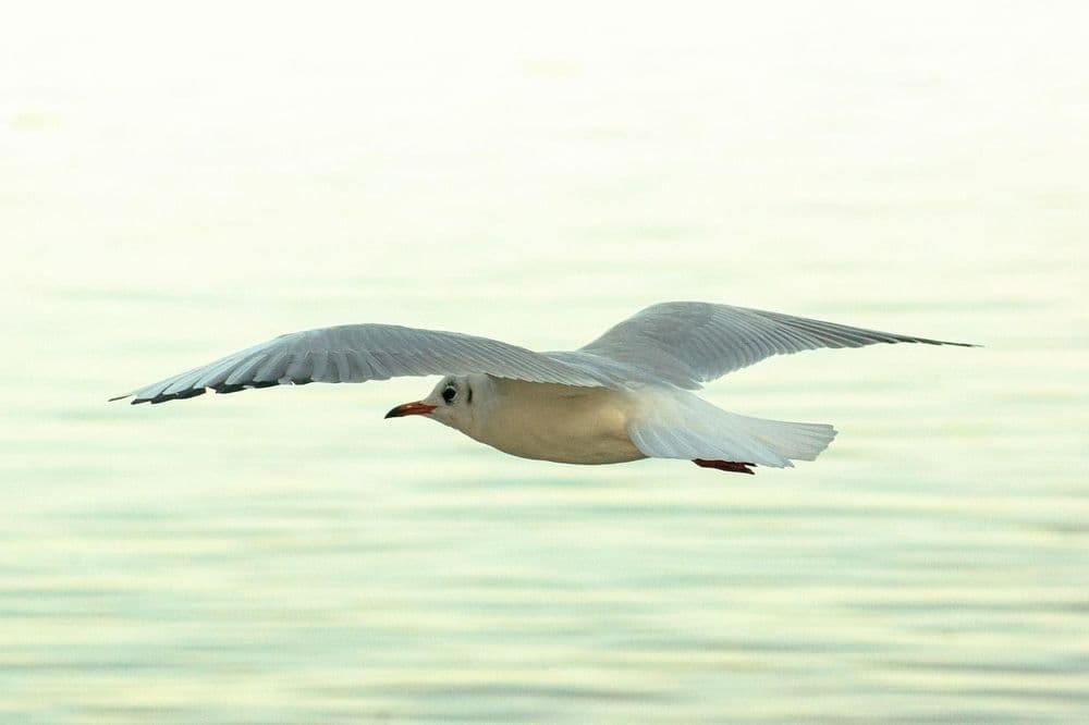 Une mouette en vol frôlant la surface de l'eau, ailes déployées